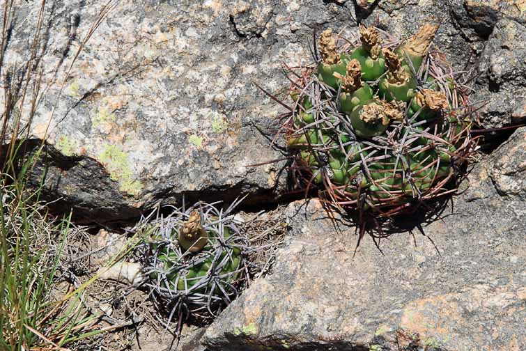 Gymnocalycium achirasense ssp kainradiae